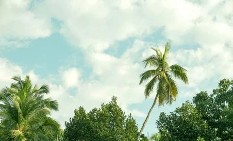 Landscape of coconut tree on sky background Stock Photos