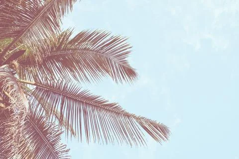 Landscape of coconut tree on sky background Stock Photos