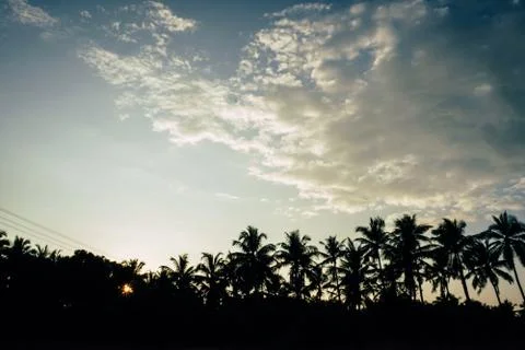 Landscape of coconut tree on sky background Stock Photos