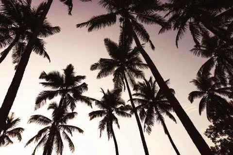 Landscape of coconut tree on sky background Stock Photos