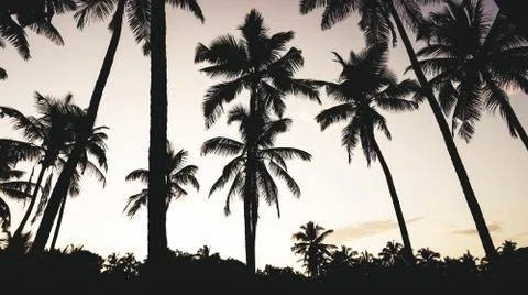 Landscape of coconut tree on sky background Stock Photos