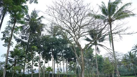 Landscape Coconut Trees Stock Photos