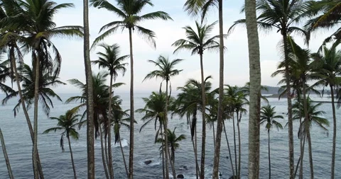 Landscape with coconut trees on tropical beach drone flying forward 4k Stock Footage 147998035