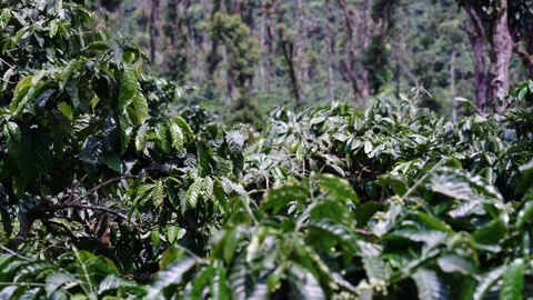 Landscape of coffee tree plantation 库存影片 252671645