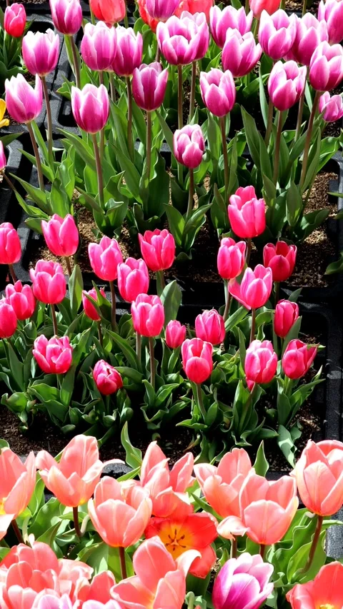 A landscape of colorful tulips Stock Footage 335103443