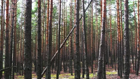 Landscape of a coniferous forest. Stock Footage 146932441