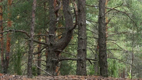 Landscape of a coniferous wood. Stock Footage 146932450