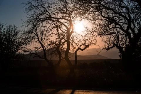 Landscape with a contour of a tree in the sunset light Stock Photos