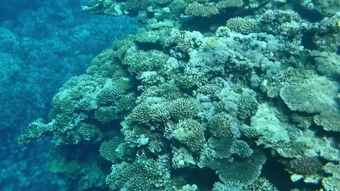 Landscape with corals Vídeo Stock 74794578