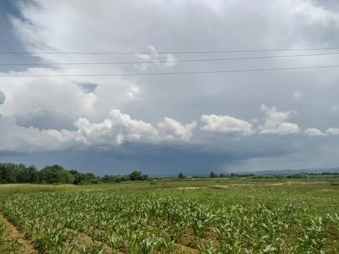 Landscape with corn in the field and cloudy sky on the horizon in June. In .. Fotos Stock