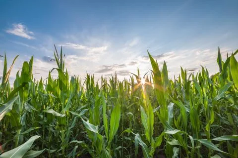 Landscape with Corn Field Stock Photos