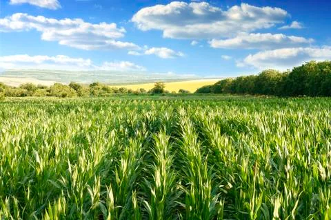 Landscape with a corn field Stock Photos