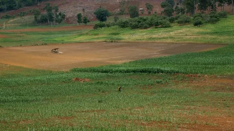 Landscape of corn field with wind blows through on summer day. Stock Footage 114544579