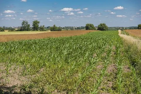 Landscape with corn growing in the field Stock Photos