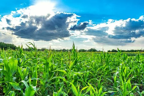 Landscape with corn Stock Photos