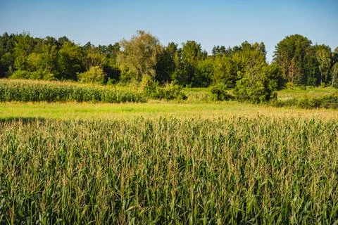 A landscape with a cornfield growing in straight rows Stock Photos