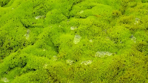 Landscape covered with green moss Stock Footage 73010853