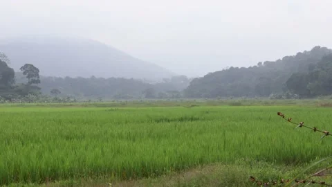 Landscape covered in mist during Monsoon near Sakaleshpur in Hassan, India. Stock Footage 164697744