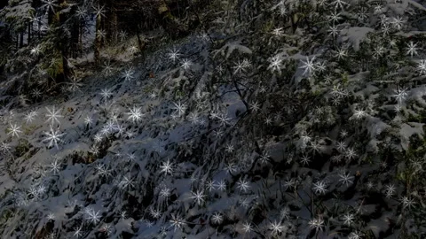 Landscape covered with snow with snow particles animation Stock Footage 144209953