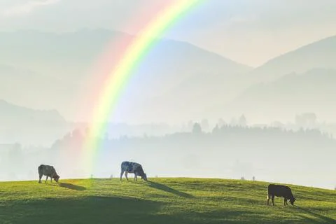Landscape with Cows and Rainbow Stock Photos