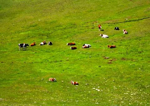 Landscape with cows in the mountain Foto stock
