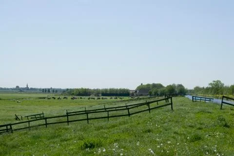 Landscape with cows 스톡 사진