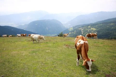 Landscape with cows Stock Photos
