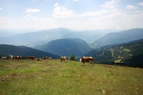 Landscape with cows Stock Photos