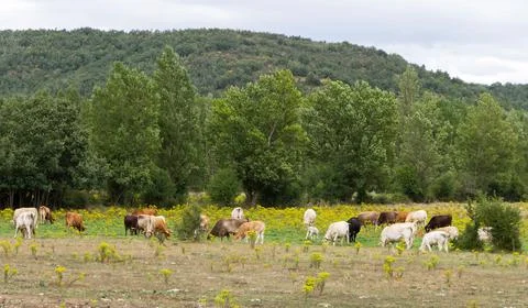 Landscape with Cows 스톡 사진