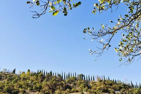 Landscape with cypress trees Stock-Fotos