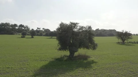 Landscape Cyprus Olive Tree Field D-log color mode 動画素材 226984910