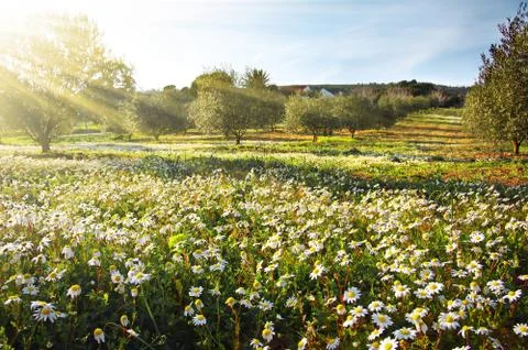 Landscape with daisies Stock Photos