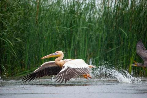 Landscape in Danube Delta Stock Photos