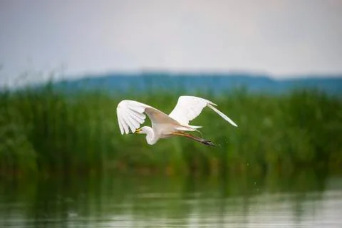 Landscape in Danube Delta Stock Photos