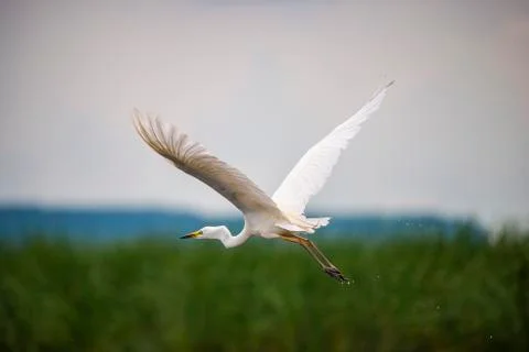 Landscape in Danube Delta Stock Photos