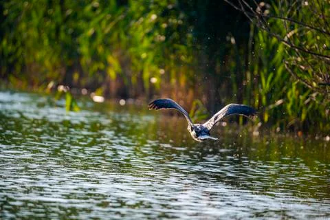 Landscape in Danube Delta Stock Photos