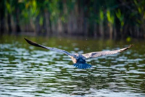 Landscape in Danube Delta 写真素材
