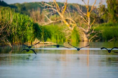 Landscape in Danube Delta Stock Photos