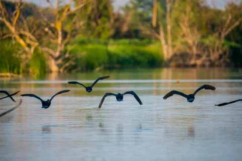 Landscape in Danube Delta Stock Photos