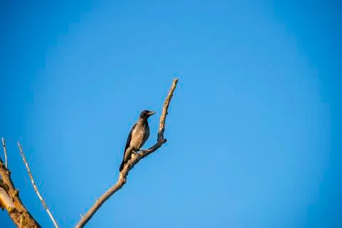 Landscape in Danube Delta Stock Photos