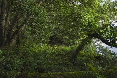 Landscape with dark deciduous forest of temperate zone Stock Photos