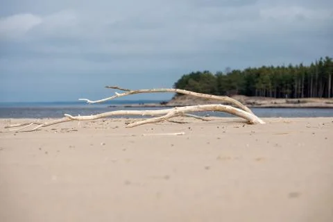 Landscape with dead tree in the beach sand. Stock Photos