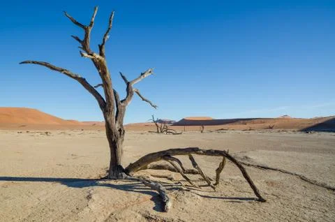 Landscape with dead tree, red sand dunes and dry cracked clay surface at Stock Photos