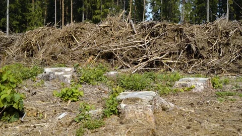 Landscape - dead trees - deforestation Stock-Footage 94641427