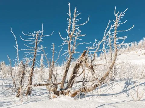 Landscape with dead trees Stock Photos