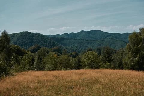 Landscape of deciduous forest in the mountains Stock Photos