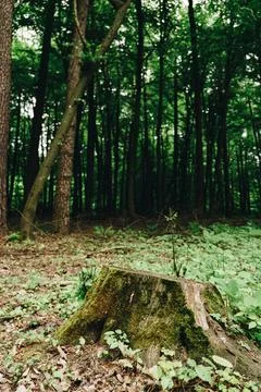 Landscape of deciduous forest of the temperate zone Stock Photos
