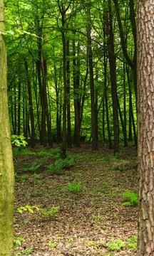 Landscape of deciduous forest of the temperate zone Stock Photos