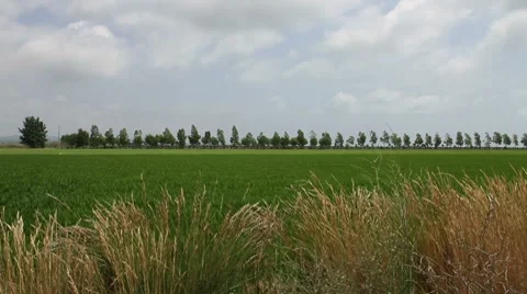 Landscape at Delta del Ebro, Spain Video stock 7757017