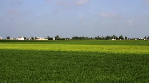 Landscape at Delta del Ebro, Spain Video stock 7757165